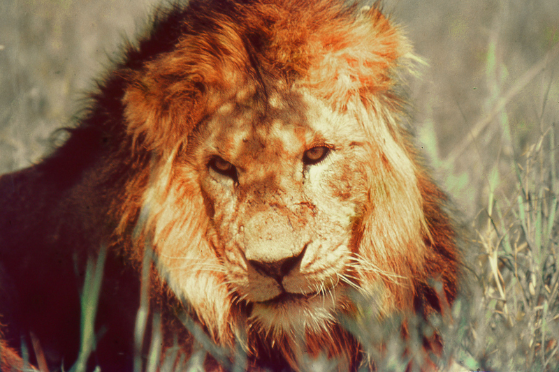 Illustration for article titled This Guy Raced A Tiny Two-Stroke DKW Surrounded By Lions In Africa